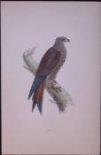 Kite Rev Morris Antique History of British Birds 130 Years-Old Engraving-17