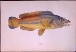 Cook Fish Scarce Antique 1877 Johnathan Couch Woodblock Engraving-20