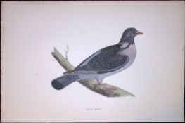 King Dove Rev Morris Antique History of British Birds 130 Years-Old Engraving-39