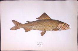 Grayling Fish Scarce Antique 1877 Johnathan Couch Woodblock Engraving-115