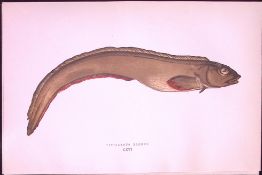 Viviparous Blenny Fish Antique 1877 J. Couch Woodblock Scarce Engraving-243