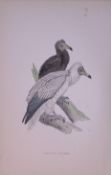 Egyptian Vulture Rev Morris Antique History of British Birds 130 Years-Old Engraving-12