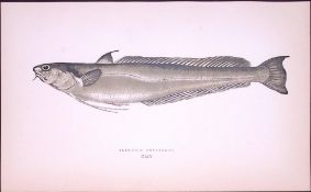Blennoid Forkbeard Fish Scarce Antique 1877 J. Couch Woodblock Engraving-77