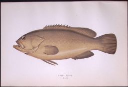 Dusky Perch Fish Scarce Antique 1877 Johnathan Couch Woodblock Engraving-46