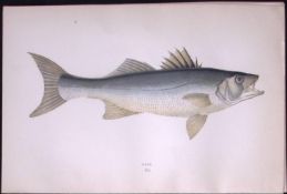 Bass Fish Scarce Antique 1877 Johnathan Couch Woodblock Engraving-44