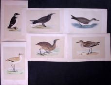 Job-Lot Shearwater, Noddy, Courser, Rev Morris Antique 170-Year-Old Bird Engravings-10