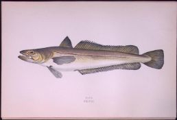 Hake Fish Scarce Antique 1877 Johnathan Couch Woodblock Engraving-18