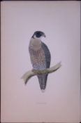 Peregrine Falcon Rev Morris Antique History of British Birds 130 Years-Old Engraving-21
