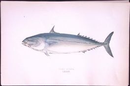 Plain Bonito Fish Scarce Antique 1877 J. Couch Woodblock Engraving-225