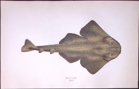 Monkfish Scarce Antique 1877 Johnathan Couch Woodblock Engraving-96