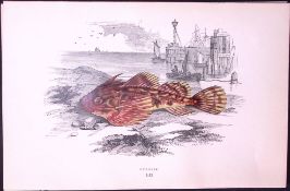 Bubalis Fish Scarce Antique 1877 J. Couch Woodblock Engraving-205