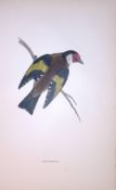 Goldfinch Rev Morris Antique History of British Birds 130 Years-Old Engraving-55