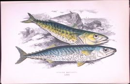 Spanish Mackerel Fish Scarce Antique 1877 J. Couch Woodblock Engraving-67