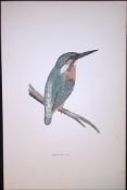 Kingfisher Rev Morris Antique History of British Birds 130 Years-Old Engraving-32