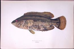 Baillion’s Wrass Fish Scarce Antique 1877 J. Couch Woodblock Engraving-91