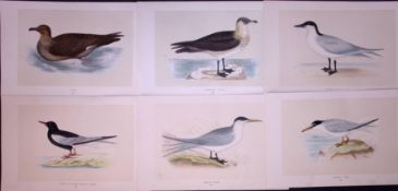 Job-Lot Tern & Skua Species Rev Morris Antique 170-Year-Old Bird Engravings-3