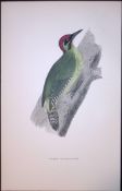 Green Woodpecker Rev Morris Antique History of British Birds 130 Years-Old Engraving-44