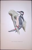 Spotted Woodpecker Rev Morris Antique History of British Birds 130 Years-Old Engraving-45