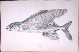 Greater Flying Fish Scarce Antique 1877 Johnathan Couch Woodblock Engraving-116