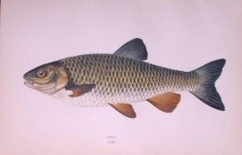 Chub Fish Scarce Antique 1877 Johnathan Couch Woodblock Engraving-29