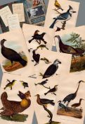 Job lot Alexander Wilson Rare American Birds Copper Plate Engravings-5.