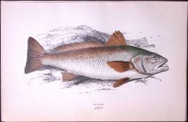 Sciaena Fish Scarce Antique 1877 J. Couch Woodblock Engraving-212