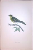Serin Finch Rev Morris Antique History of British Birds 130 Years-Old Engraving-53
