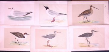 Job-Lot Gull, Kittiwake, Dotterel, Shank, Rev Morris Antique 170-Year-Old Bird Engravings-11