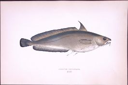 Greater Forkbeard Fish Scarce Antique 1877 J. Couch Woodblock Engraving-78