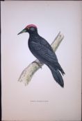 Black Woodpecker Rev Morris Antique History of British Birds 130 Years-Old Engraving-43