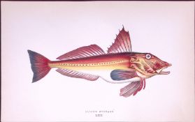 Bloch’s Gurnard Fish Scarce Antique 1877 J. Couch Woodblock Engraving-65