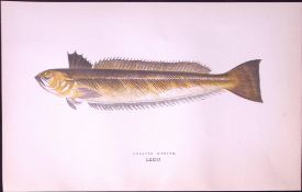 Greater Weever Fish Scarce Antique 1877 J. Couch Woodblock Engraving-219