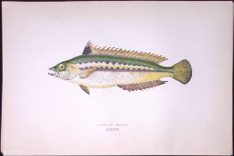 Rainbow Wrass Fish Scarce Antique 1877 J. Couch Woodblock Engraving-90