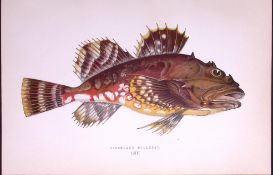 Greenland Bullhead Fish Scarce Antique 1877 J. Couch Woodblock Engraving-61