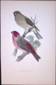 Scarlet Bullfinch Rev Morris Antique History of British Birds 130 Years-Old Engraving-57