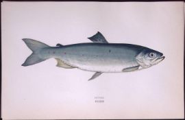 Sewen Brown Trout Fish Scarce Antique 1877 J. Couch Woodblock Engraving-37a