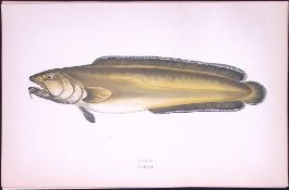 Torsk Fish Antique 1877 Johnathan Couch Woodblock Engraving-81.