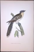 Great Spotted Cuckoo Rev Morris Antique History of British Birds 130 Years-Old Engraving-50
