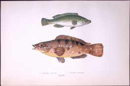 Green & Comber Wrass Fish Scarce Antique 1877 J. Couch Woodblock Engraving-93a
