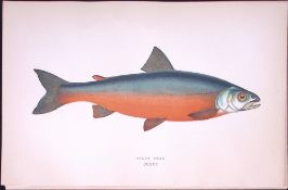 Cole’s Char Fish Scarce Antique 1877 J. Couch Woodblock Engraving-72