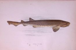 Nurse Hound Shark Scarce Antique 1877 J. Couch Woodblock Engraving-6