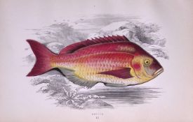 Becker Fish Scarce Antique 1877 Johnathan Couch Woodblock Engraving-51