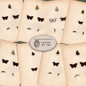 Collection of 8 Antique 129 Years-Old Rev Morris Butterflies Woodblock Engravings-6.