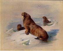 Walrus Archibald Thorburn Large Antique First Edition Scarce Colour Lithograph