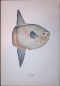 Sunfish Scarce Antique 1877 J. Couch Woodblock Engraving-154