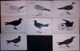Job-Lot Rev Morris Kittiwake, Petrel, Noddy, 1888 Antique Lithographs-33.