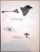Wilson's Birds of the Antarctic Vintage Petrel Seabird Illustrations 10.