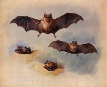 Greater Horse-Shoe Bat Thorburn Antique Large First Edition Scarce Lithograph