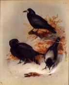 Hooded & Carrion Crow Antique Scarce First Edition Large Bird Lithograph