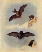 Longed Eared Bat Archibald Thorburn Large Antique First Edition Scarce Lithograph
